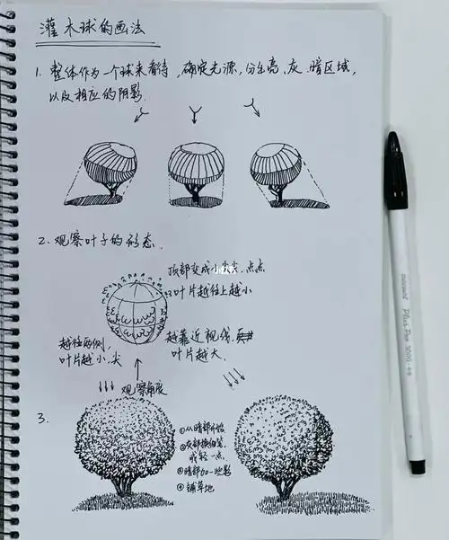 钢笔画灌木球的笔记