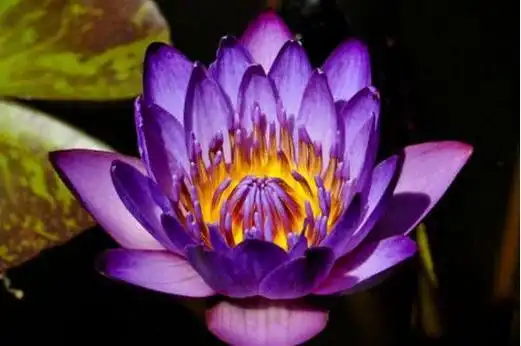 盘点世界十大稀有奇特的美丽花卉图片