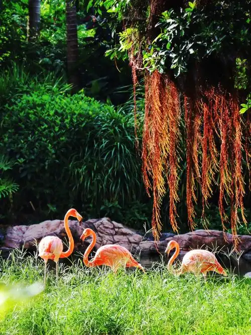 回忆疫情前的快乐  #笔记灵感#珠海长隆  #火烈鸟  #保护野生动物