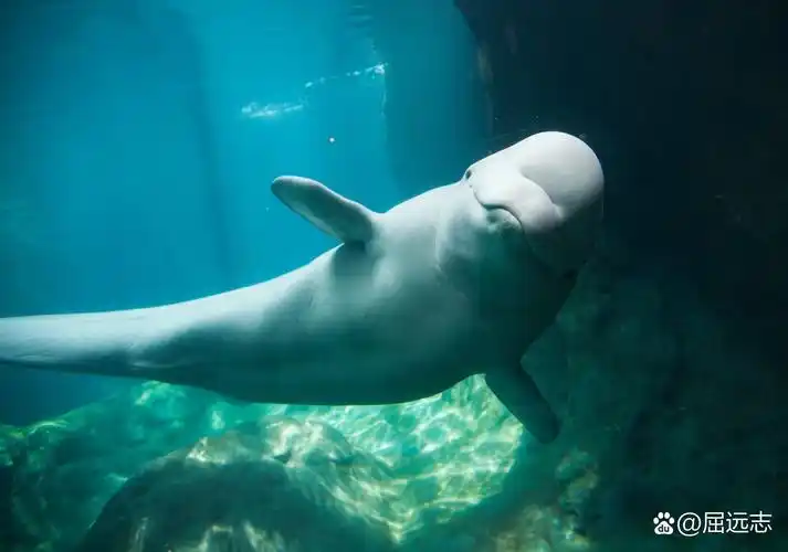 据说,白鲸的智商相当于3到5岁孩子的智商.