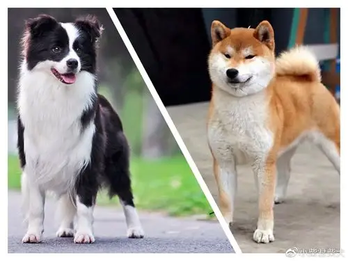 67第一次养狗柴犬和边牧那个更适合新手呢