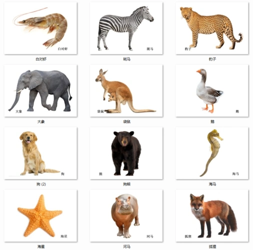 动物类儿童早教认知卡片自闭症康复aba训练语言早教闪卡