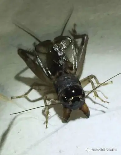 杭州蟋蟀协会队vs上海金秋虫友会队,杭州队借主场之利险胜!