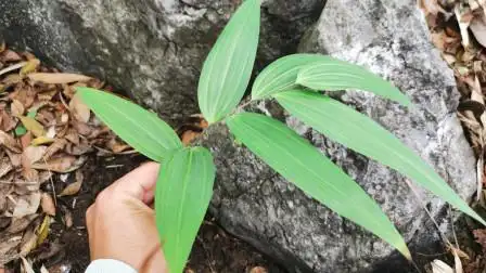 外形像蜈蚣的野山姜,50块1斤,长7年就得一小节,留意很久才发现