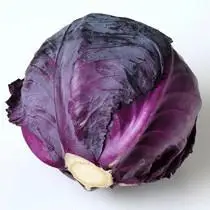 紫甘蓝简笔画大图 简笔画图片大全-蒲城教育文学网