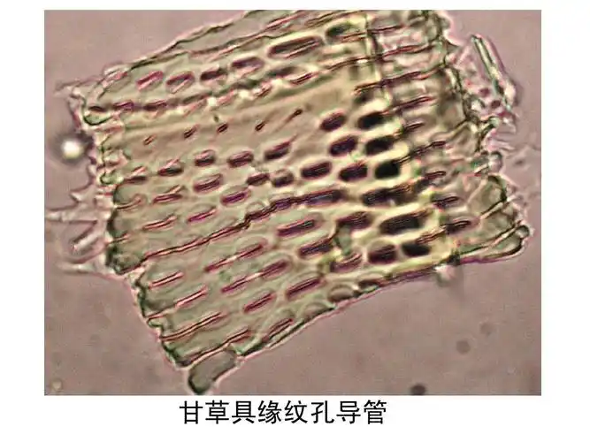 实验,双子叶植物根类药材的鉴定ppt