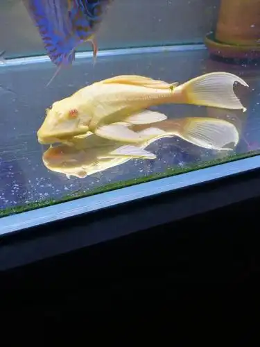 出女王大帆一条