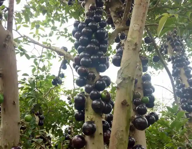 四季嘉宝果树苗浑身是宝中山嘉宝果种苗价格