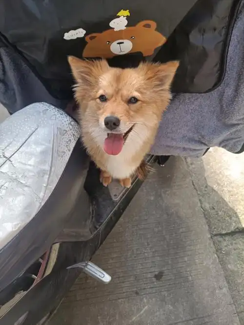 出去玩的开心小狗