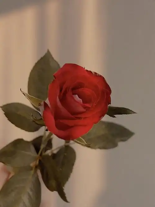 ins滤镜分享玫瑰花