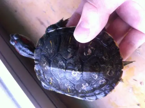 巴西龟全身脱甲