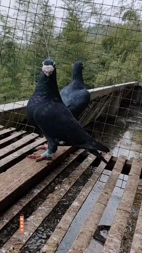 鸽子森林黑信鸽黑色赛鸽子