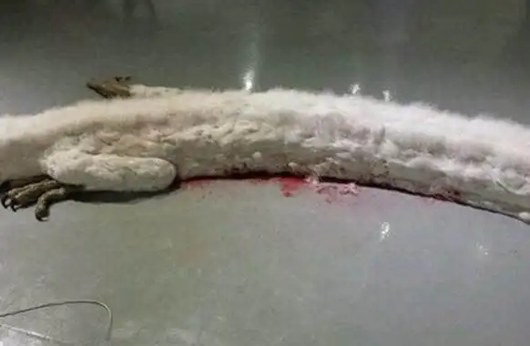 蛟龙图片真实恐怖 千年蛟龙真实图片