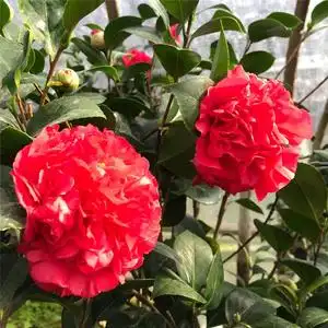 进口精品克瑞莫大牡丹茶花树苗盆栽大花型红色带香味茶花盆栽好养