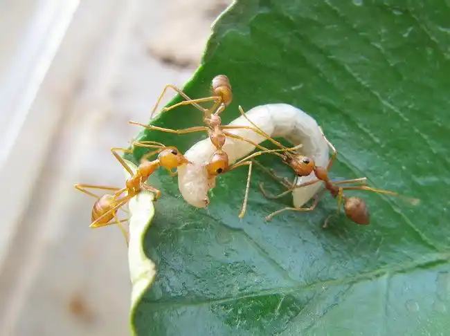 蚂蚁食物 面包虫 1元50只 不包风险 不单卖