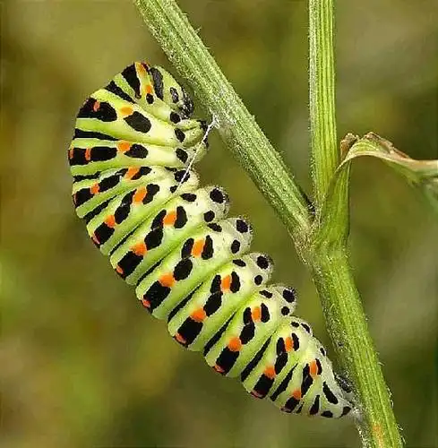 发几张奇怪的虫子!