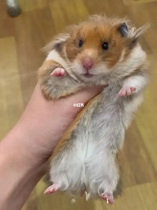 虎纹金丝熊妹妹