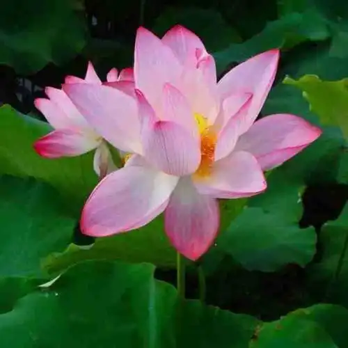 长辈的微信头像_头像图片_扣扣乐园