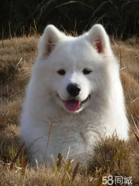 【图】家养成年萨摩耶转让出售 - 六合六合周边宠物狗 - 南京58同城