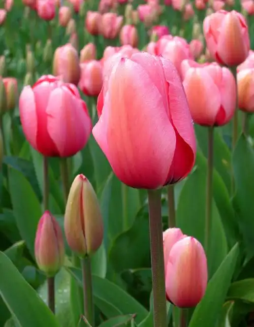 郁金香开花图片