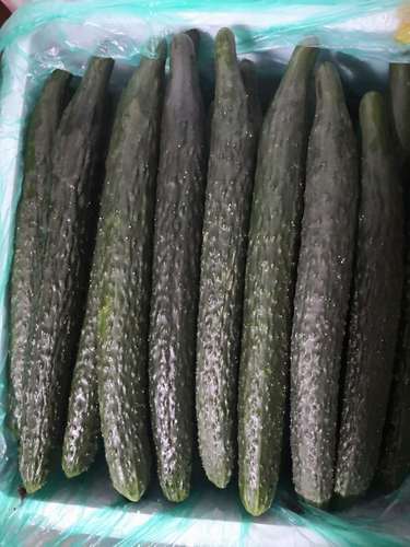 满八十顺丰包邮新鲜现摘脆大黄瓜 大青瓜 新鲜蔬菜  一斤