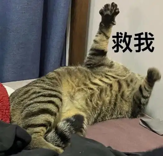 狸花猫  ##中华田园猫  ##表情包