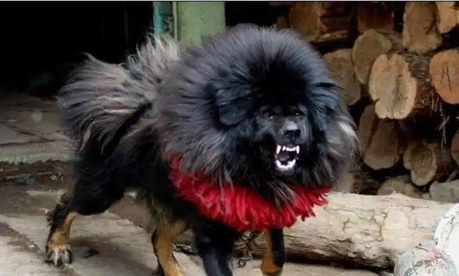 一獒战九犬来看看最凶猛的青狼獒有多凶猛一条青狼獒值多少钱