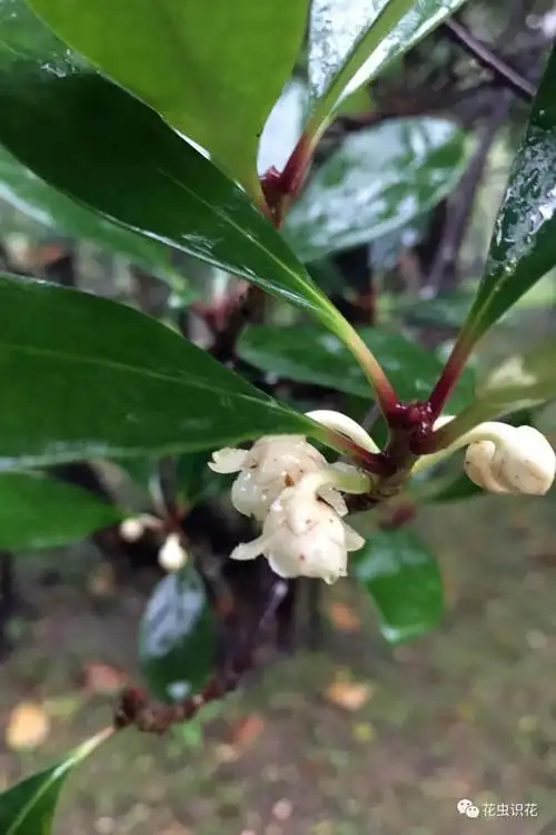 厚皮香(五列木科 厚皮香属 )