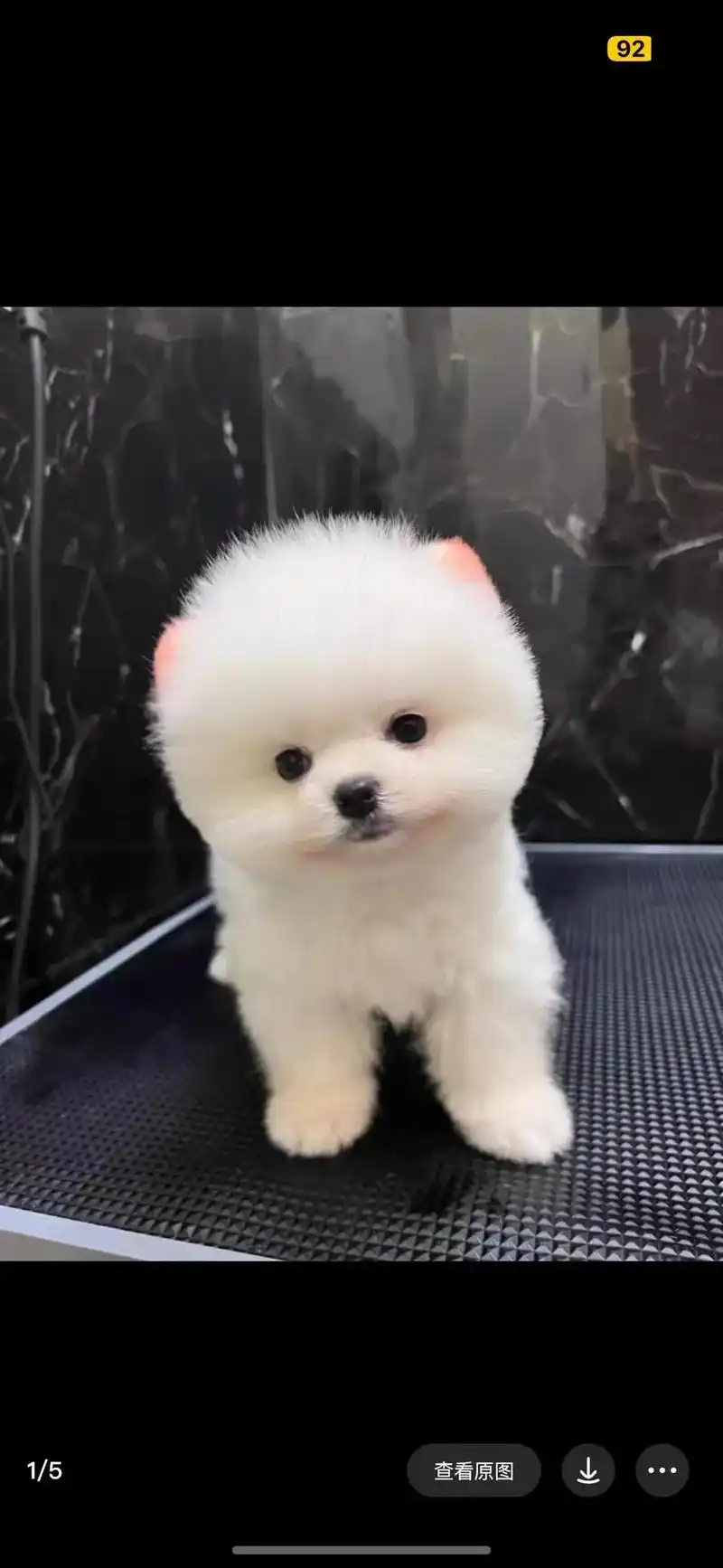 杭州 自提.愁死我了 这一窝实在照顾不过来 博美犬俊介茶杯犬 - 抖音