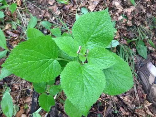 1回答 蒸馏水会伤害叶绿体那为什么观察叶绿体实验中要将植物细胞