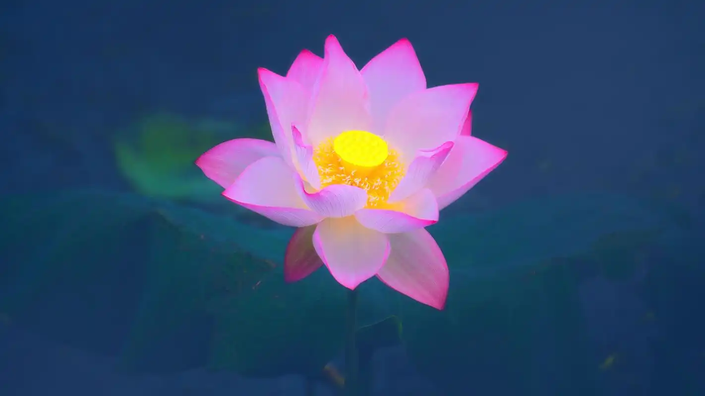 清新荷花摄影图片高清宽屏桌面壁纸