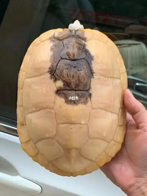 顶级奶焦母,稀有货#变异巴西龟  #龟  ##养龟  #焦糖  #奶油蛋糕