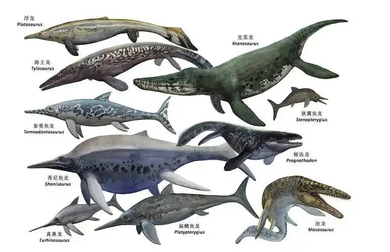 并发展成为了体长14米的巨型丘布特凯克鲨,这次的鲨鱼不同往日,它们