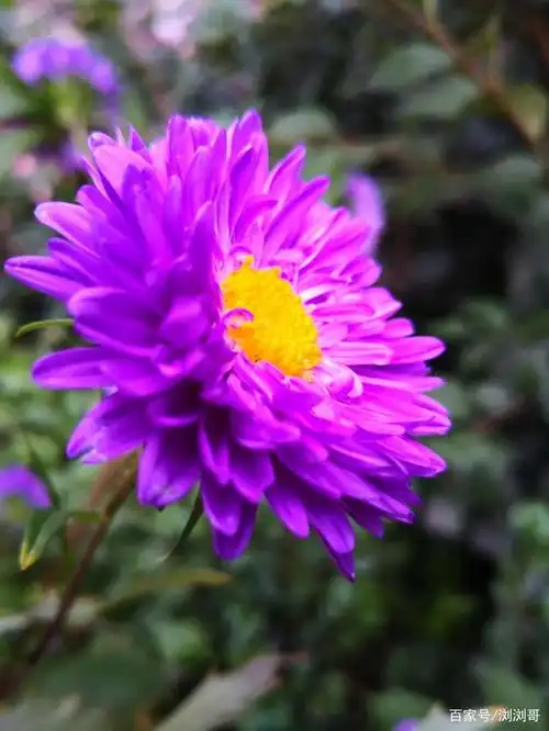 浏浏哥原创:翠菊