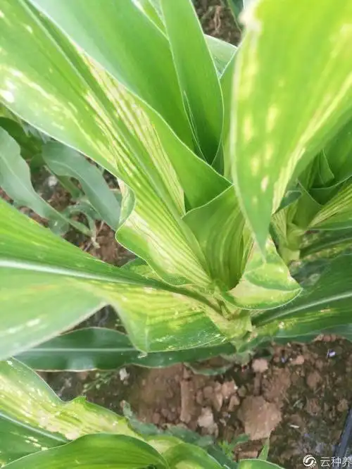 有资料介绍,玉米缺锌,叶脉发黄.