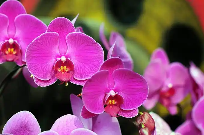 蝴蝶兰花的栽培技术以及繁殖方式