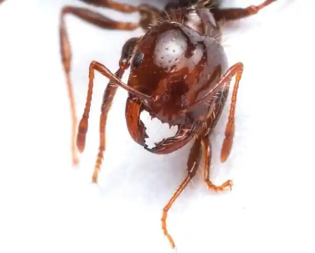 春季是红火蚁繁殖高峰广州市民可通过这些方式及时防控