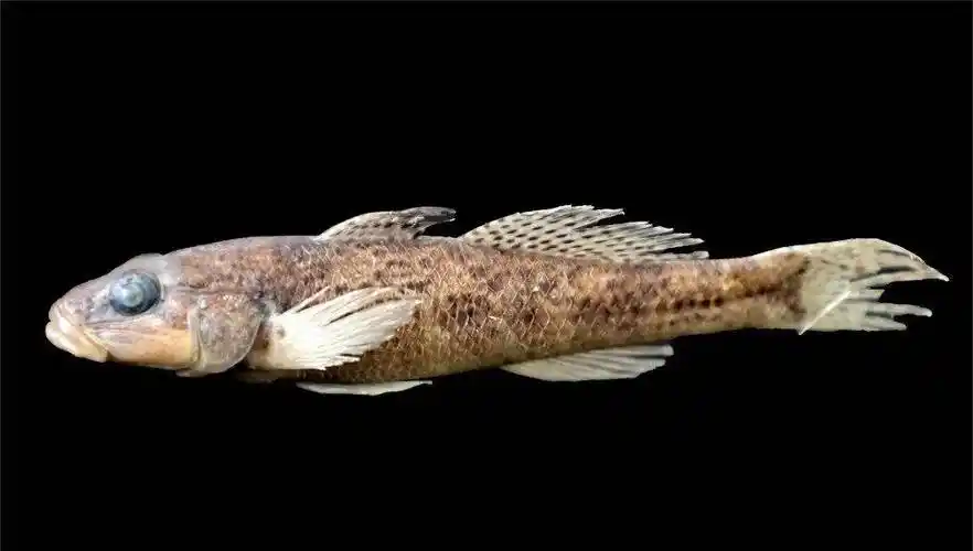 还发现了一群形态类似"秉氏爬岩鳅"的鱼类,它们的胸鳍上有一串串"珍珠