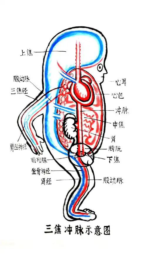 三焦冲脉中气要点通说