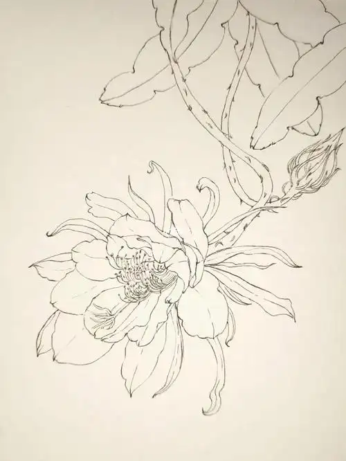 起学画画  #线稿  #花卉线稿  #针管笔手绘  #钢笔淡彩  #速写  #昙花