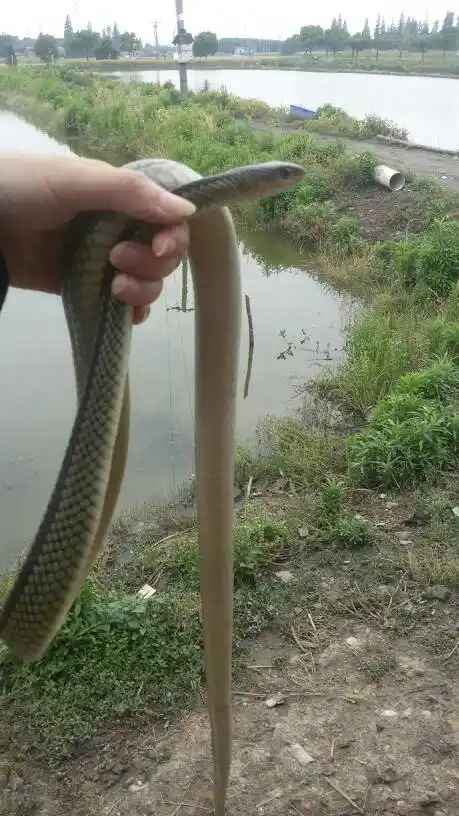 这边叫青姣蛇,但我想知道学名