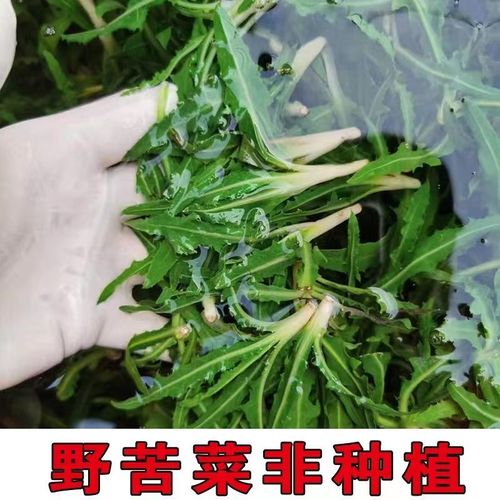 1-5袋野生苦菜陕北批发野菜米脂鲜菜凉拌菜下酒苦苣山野菜苦苦菜