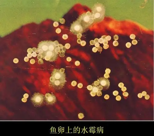 广东最低3近八年最强冷空气持续发威水霉病或大爆