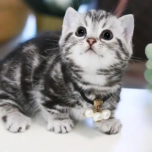 纯种美短白起司虎美国短毛猫幼小猫幼崽活体猫咪