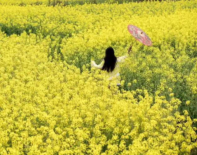 春天的色彩"油菜花海唯美人像创作"作业(一)