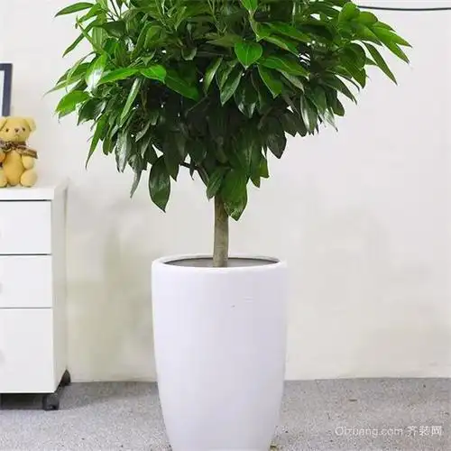 幸福树风水摆放三不要