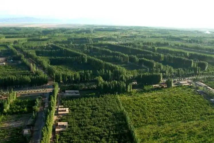 14张对比照片,见证中国沙区黄绿之变_塞罕坝_治沙_柯柯牙