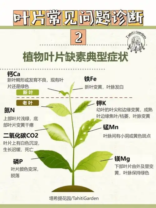 干货植物叶片常见问题自查缺素