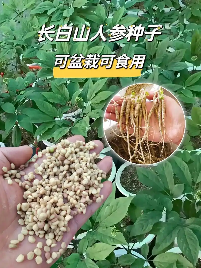 家里阳台小院种上这个人参,能观赏能食用.长白山人参种子,选用 - 抖音