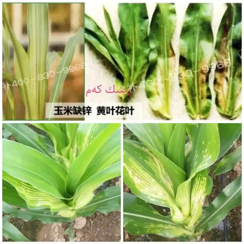 玉米缺锌 #玉米缺素症 #玉米缺素对照图 #玉米缺素症状 - 抖音